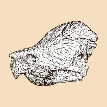 Alligator snapping turtle skull head vector illustration Stock Illustration