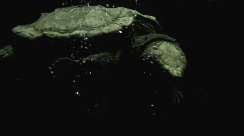 Alligator Snapping Turtle Underwater Stock Footage 956052