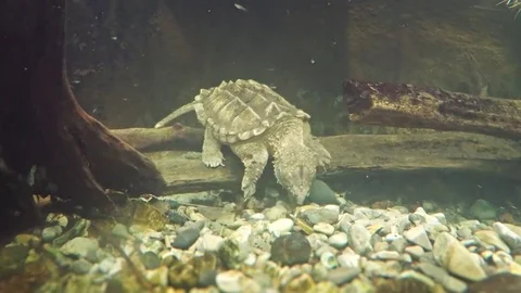 Alligator Snapping Turtle Underwater at the Zoo 스톡 동영상 77867838