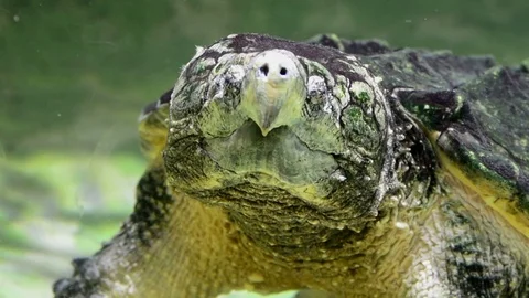Alligator snapping turtle, view underwater in zoo, Bioparco, Rome, Italy Stock Footage 80430206