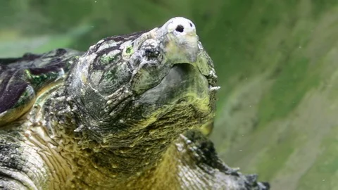 Alligator snapping turtle, view underwater in zoo, Bioparco, Rome, Italy Stock Footage 80430345