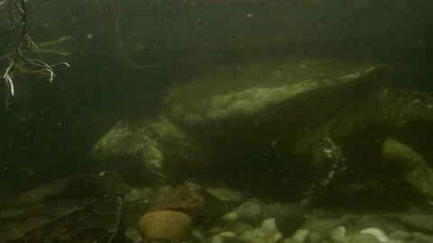 Alligator Snapping Turtle Walking on the Bottom of a Creek Video stock 193343637
