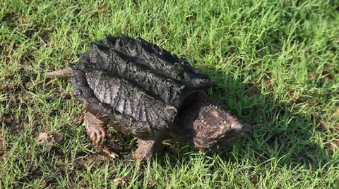 Alligator Snapping Turtle walking in grass Video stock 34570568