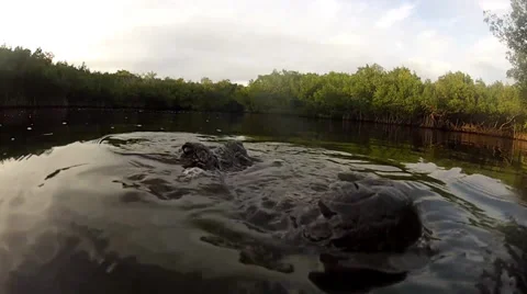 Alligator Snaps at camera Stock Footage 32399811