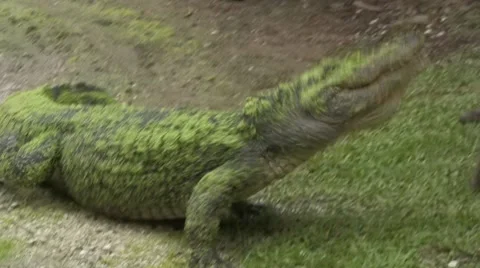 Alligator snaps at his trainer Stock Footage 7743004