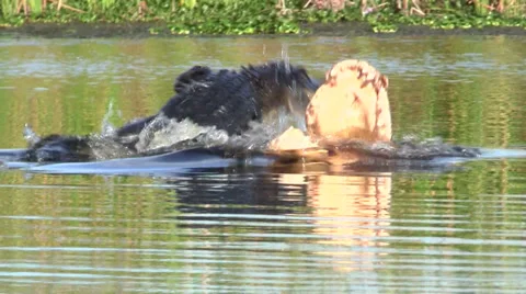 Alligator Sneak Attack Stock Footage
