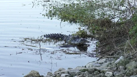 alligator with soft shell turtle in its jaws Stock Footage 114257938