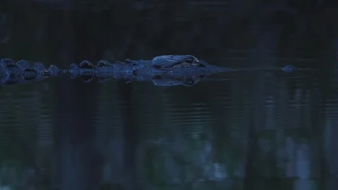 Alligator Spooky Night Stock Footage 107780571