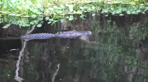 Alligator in Spring Stock Footage 68704710