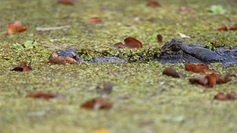 Alligator Stalking Prey Stock Footage 268620400