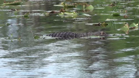 Alligator stalks prey in pond Stock Footage