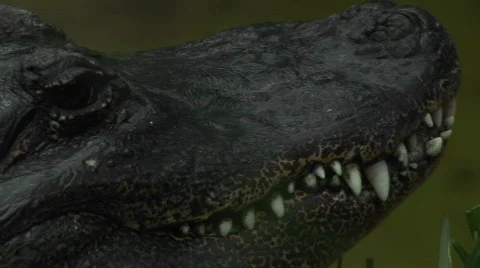 An alligator stares at its surroundings. Stock Footage