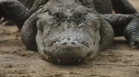 Alligator Staring At Camer Stock Footage 26747659