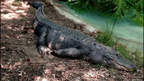 Alligator - Still As Can Be, What Are Your Intentions? Video stock 76007249