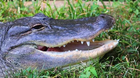 Alligator Still in Grass Stock Footage 58762524