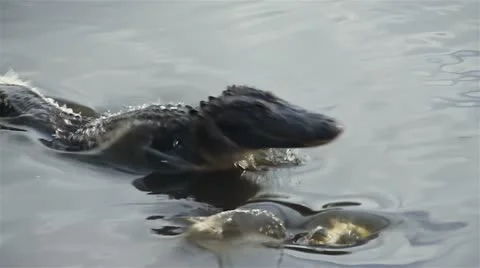 Alligator Strike Stock Footage