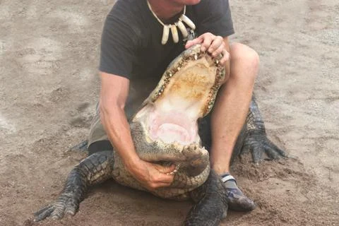Alligator Stunt Stock Photos