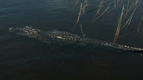 Alligator Submerges Video stock 92101037