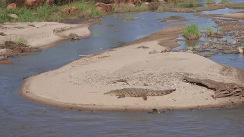Alligator sunbath Stock Footage 146101279