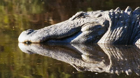 Alligator sunning Stock Footage 132611427