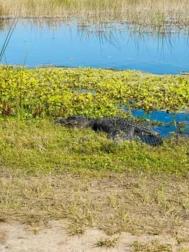 An Alligator sunning itself on the walking path at the Orlando Wetlands Stock Photos