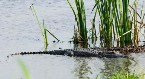 Alligator sunning Stock Photos