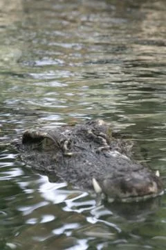 Alligator on surface of pond. Stock Photos