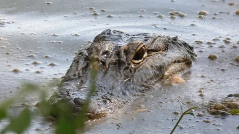 Alligator in swamp, 4k close up Видео 91708262