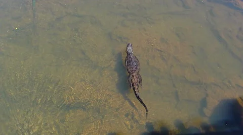 Alligator in swamp Stock Footage 44300584