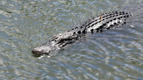 Alligator Swiming in the Florida Everglades Stock Footage