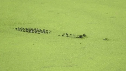 Alligator Swimming and Diving Below the Surface in Green Mississippi Swamp 動画素材 71313904