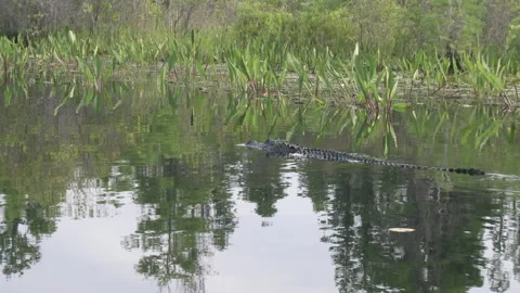 Alligator swimming away from camera Stock Footage 131876756