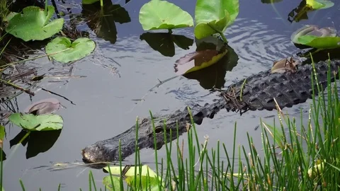 Alligator swimming in Florida Everglades National Park. 4K Vidéo 77227774
