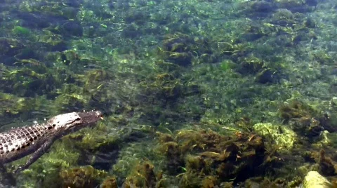 Alligator swimming by Video stock 697177