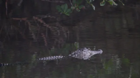 Alligator swimming Stock Footage 37352366