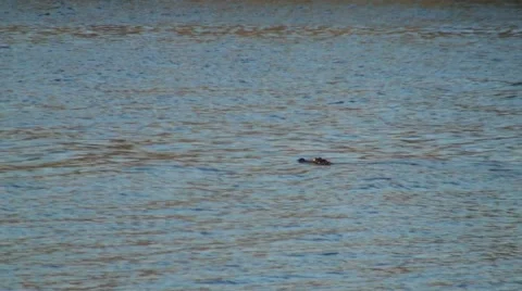 Alligator swimming Stock Footage 50135107