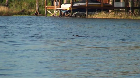 Alligator Swimming Stock Footage 50135233