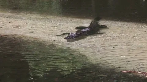 Alligator Swimming Stock Footage 77110575