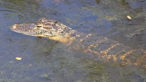 Alligator swimming Stock Footage 88632936