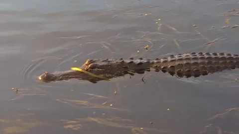 Alligator swimming Stock Footage 260124891