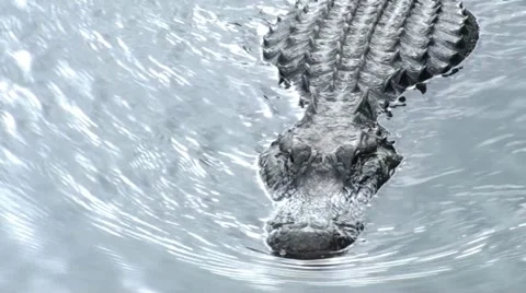 Alligator swimming - HD 스톡 동영상 22308960