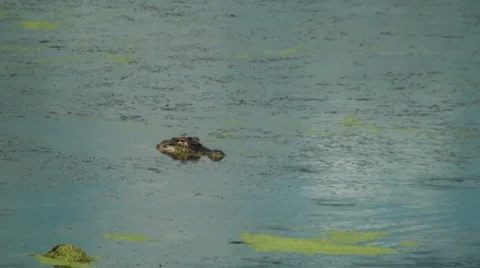 Alligator swimming in the marsh Stock Footage 36160147