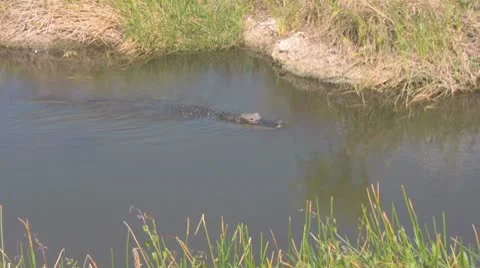 Alligator Swimming Pan Left to Right Stock Footage