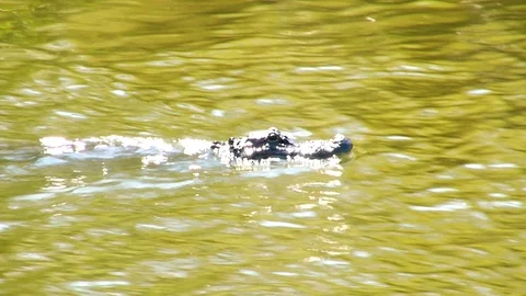 Alligator swimming quickly through moving water on a sunny day Vídeo Stock 117249253