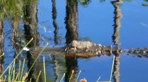 Alligator Swimming in the Sun Stock Footage 12574597