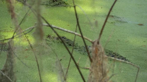 Alligator Swimming Through Thick Swamp, 4K Stock Footage 72557749