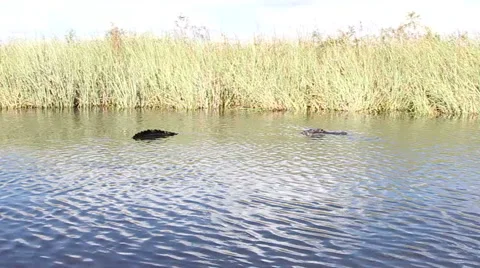 Alligator swimming towards camera Stock Footage 60841544