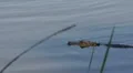 An Alligator Swimming In The Water HD Footage