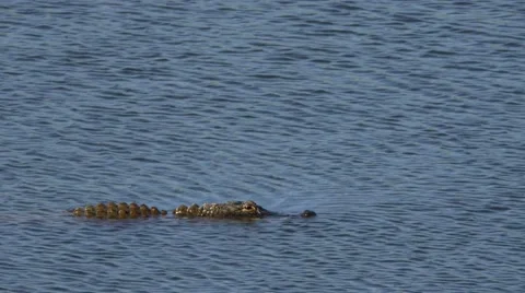Alligator swims across frame, 4K Stock Footage 59105970