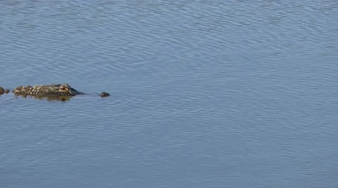 Alligator swims across frame with back exposed, 4K Stock Footage 59105900
